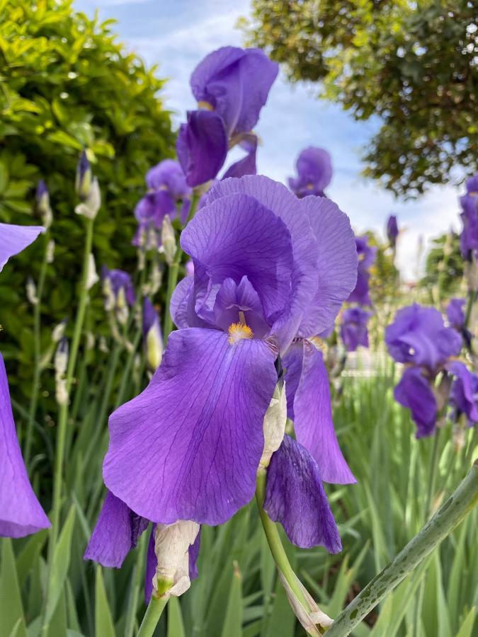 Iris Hotel Ербуско Екстер'єр фото